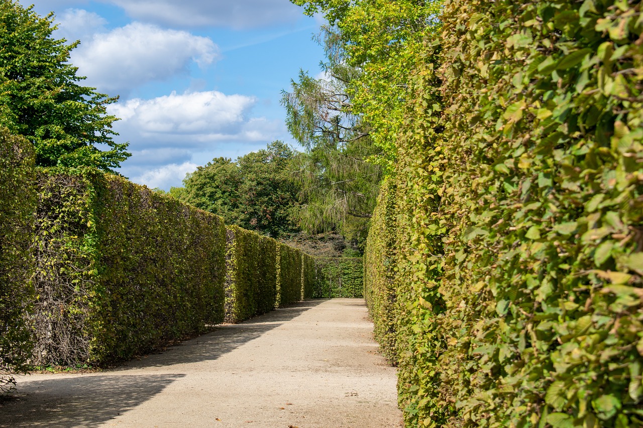 hedge, labyrinth, maze-4476859.jpg